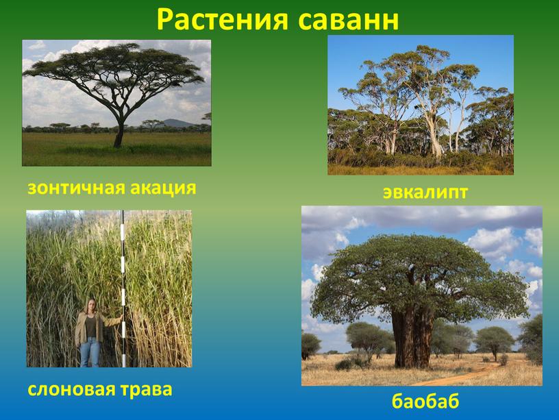 Растения саванн слоновая трава зонтичная акация эвкалипт баобаб