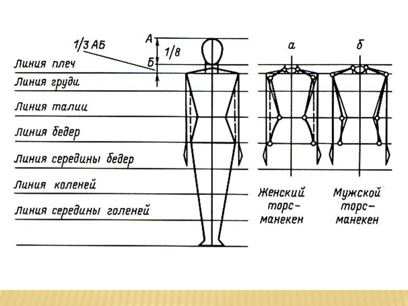 "Моделирование одежды. Пропорции фигуры человека"