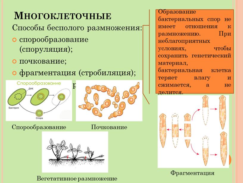 Многоклеточные Способы бесполого размножения: спорообразование (споруляция); почкование; фрагментация (стробиляция); вегетативное размножение