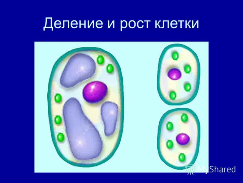 Жизнедеятельность клетки