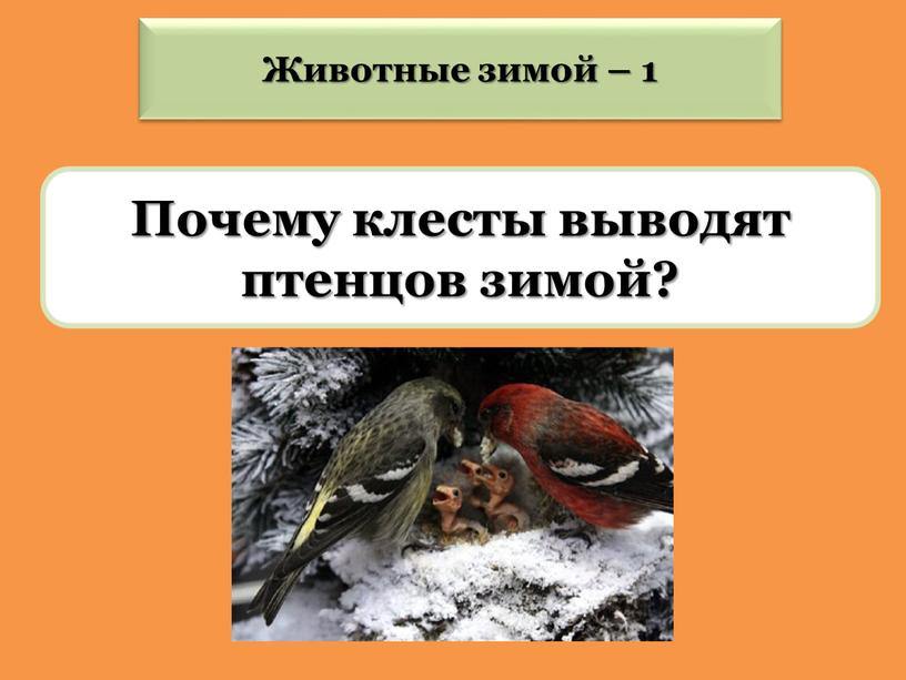 Почему клесты выводят птенцов зимой?