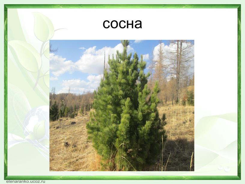 сосна