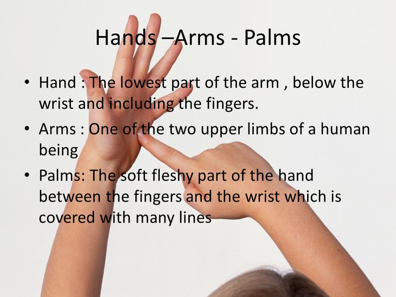 Hands –Arms - Palms Hand : The lowest part of the arm , below the wrist and including the fingers