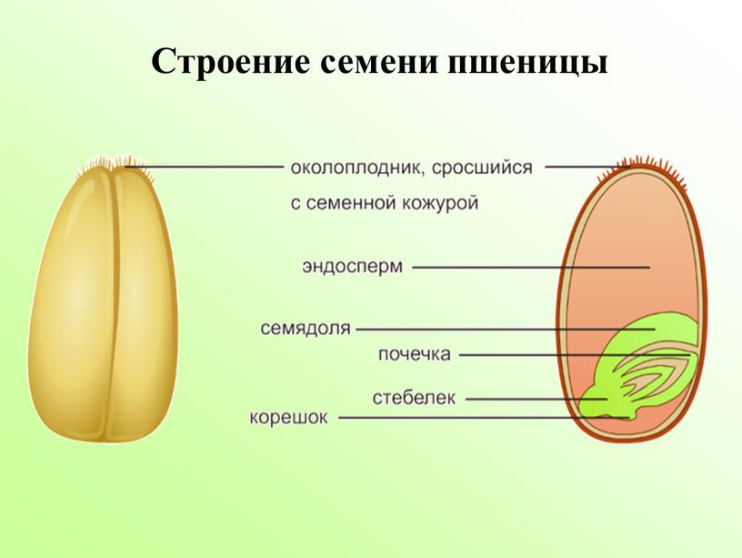 Строение семени пшеницы