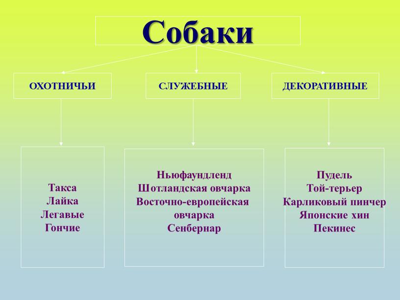 Такса Лайка Легавые Гончие Ньюфаундленд