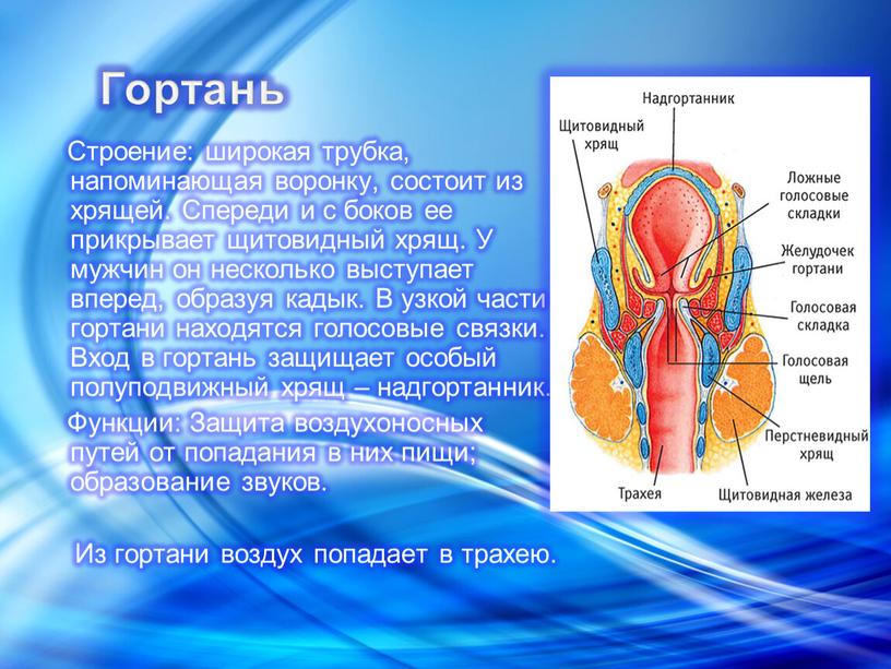 Гортань Строение: широкая трубка, напоминающая воронку, состоит из хрящей