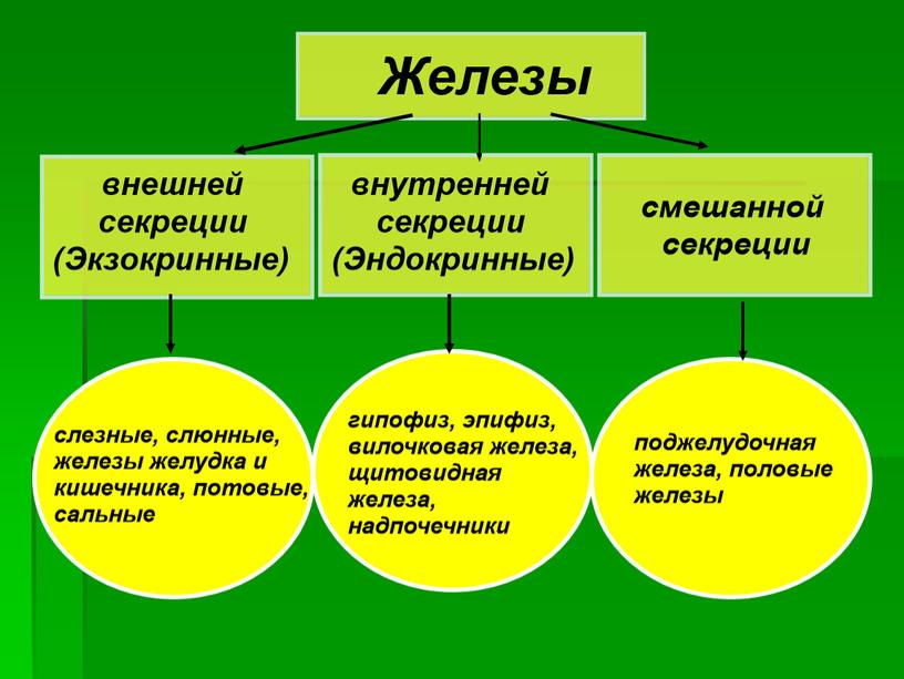 Презентация к уроку "Эндокринные железы"