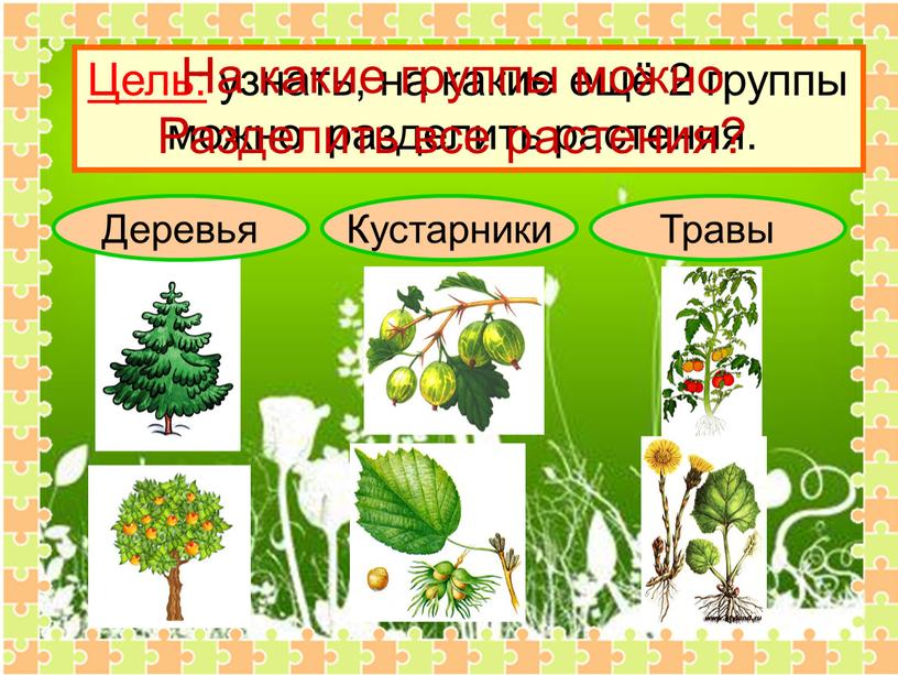 Деревья Кустарники Травы Цель: узнать, на какие ещё 2 группы можно разделить растения