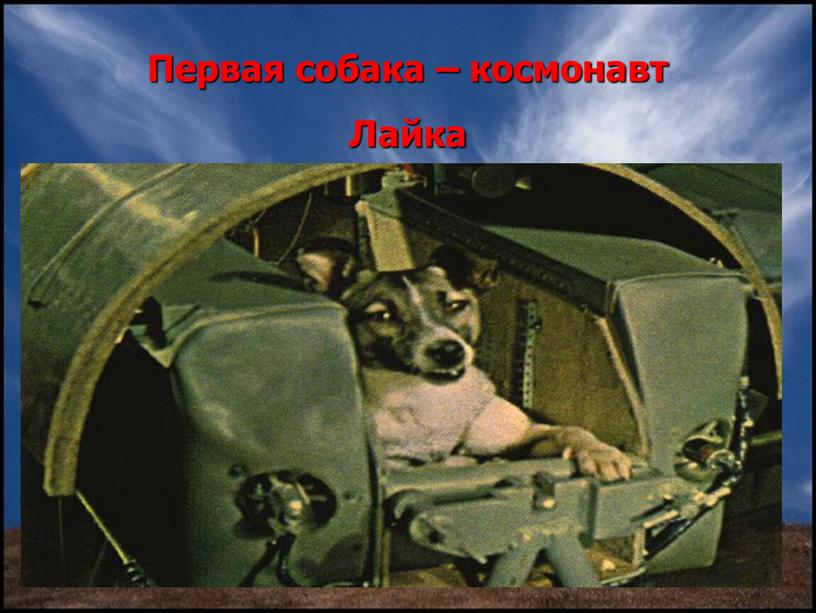 Первая собака – космонавт Лайка