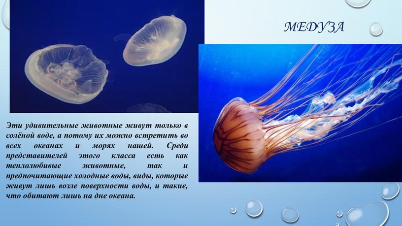Медуза Эти удивительные животные живут только в солёной воде, а потому их можно встретить во всех океанах и морях нашей
