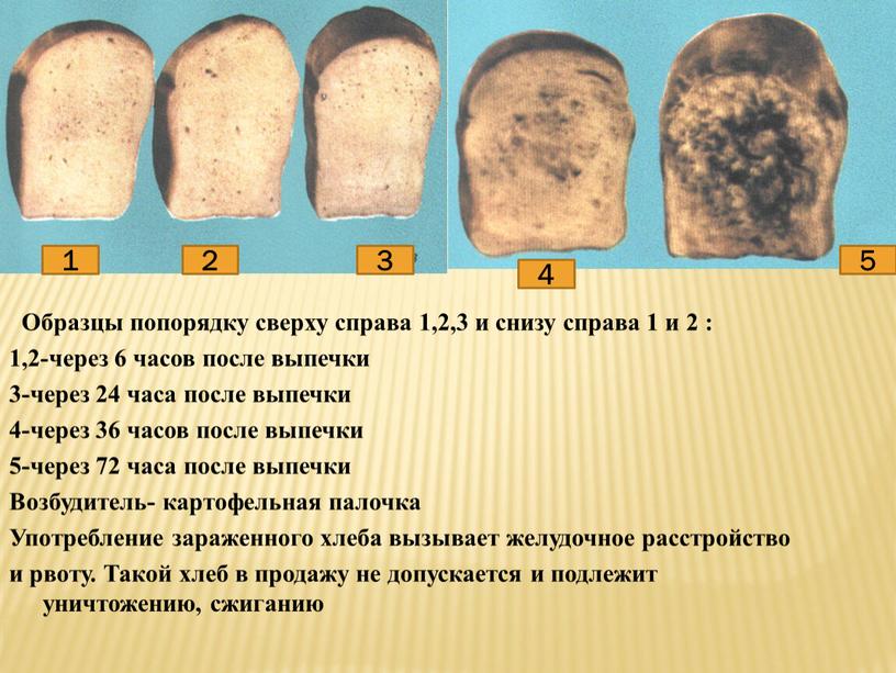 Образцы попорядку сверху справа 1,2,3 и снизу справа 1 и 2 : 1,2-через 6 часов после выпечки 3-через 24 часа после выпечки 4-через 36 часов…