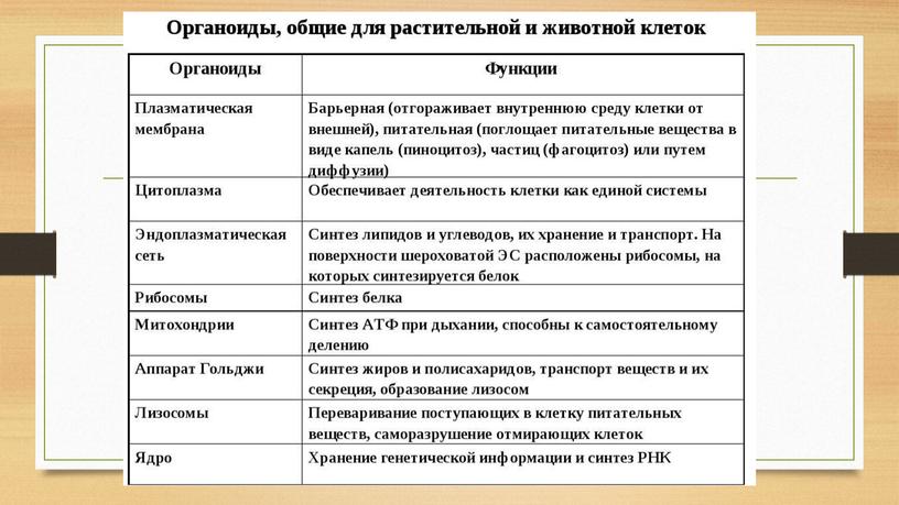 Методическая разработка урока на тему "Строение и химический состав клетки"