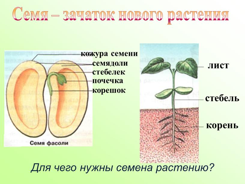 Семя – зачаток нового растения лист стебель корень кожура семени семядоли стебелек почечка корешок