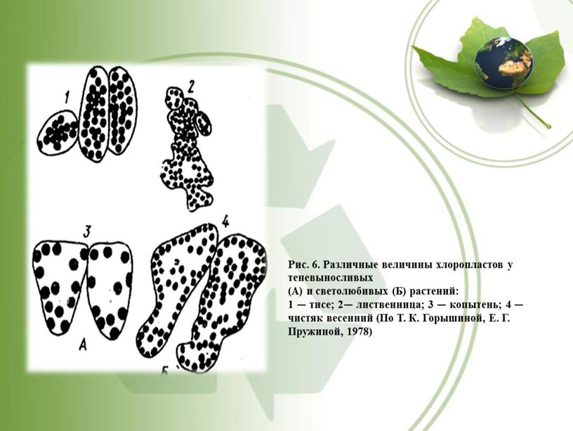 Рис. 6. Различные величины хлоропластов у теневыносливых (А) и светолюбивых (Б) растений: 1 — тисе; 2— лиственница; 3 — копытень; 4 — чистяк весенний (По