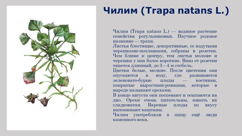 Чилим (Trapa natans L.) — водяное растение семейства рогульниковых