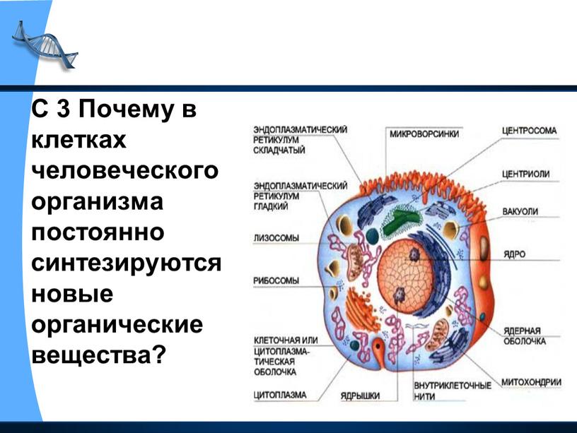 С 3 Почему в клетках человеческого организма постоянно синтезируются новые органические вещества?