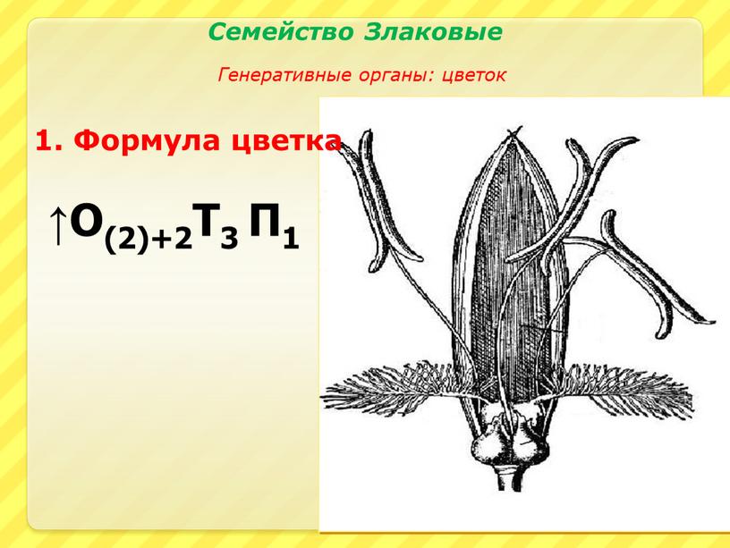 О(2)+2Т3 П1 1. Формула цветка