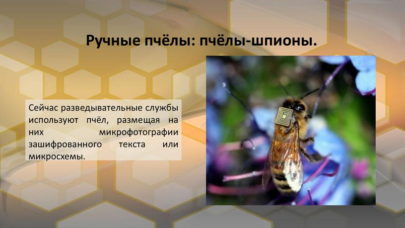 Ручные пчёлы: пчёлы-шпионы. Сейчас разведывательные службы используют пчёл, размещая на них микрофотографии зашифрованного текста или микросхемы