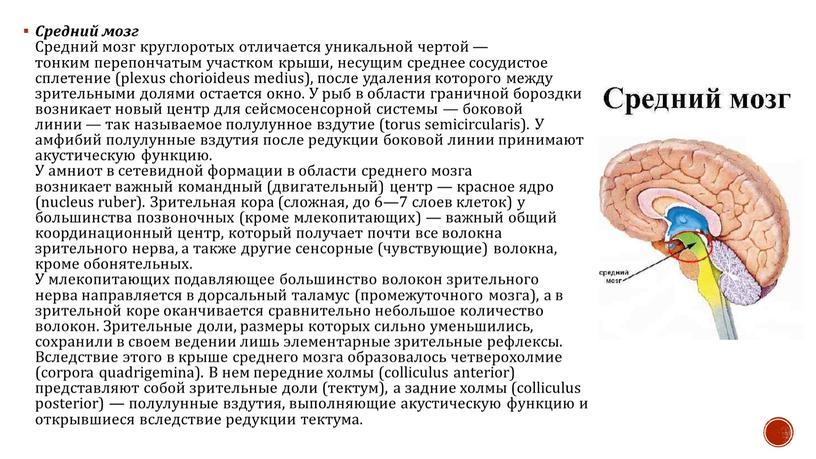 Средний мозг Средний мозг круглоротых отличается уникальной чертой — тонким перепончатым участком крыши, несущим среднее сосудистое сплетение (plexus chorioideus medius), после удаления которого между зрительными…