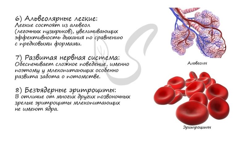 Многообразие класса Млекопитающие. Основные эволюционные преобразования и внутренне строение представителей.