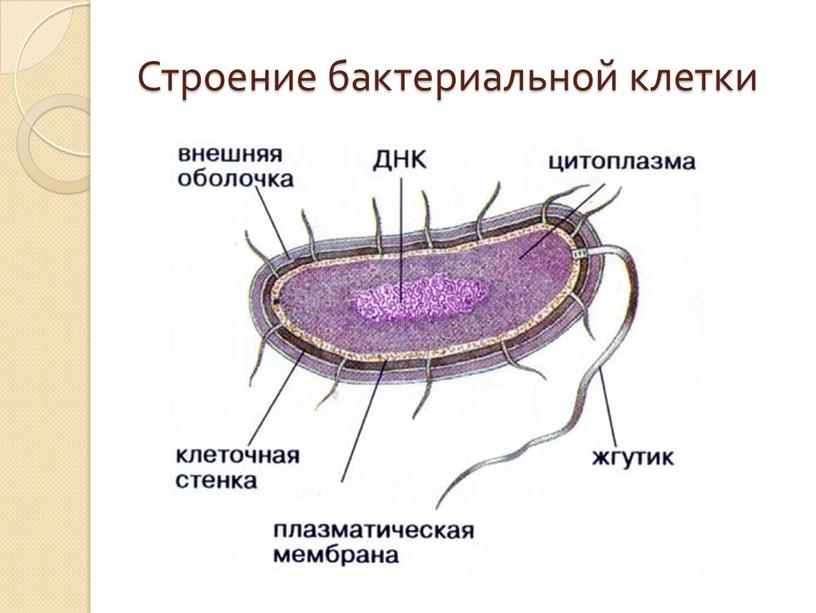 Строение бактериальной клетки