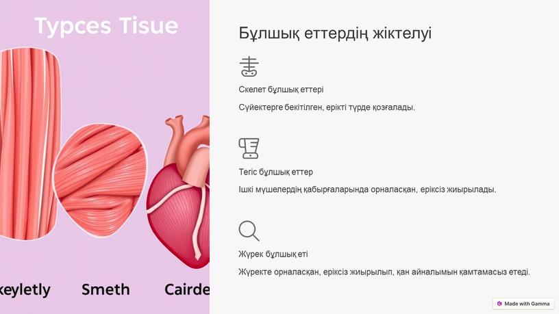 Бұлшық еттердің жіктелуі Скелет бұлшық еттері