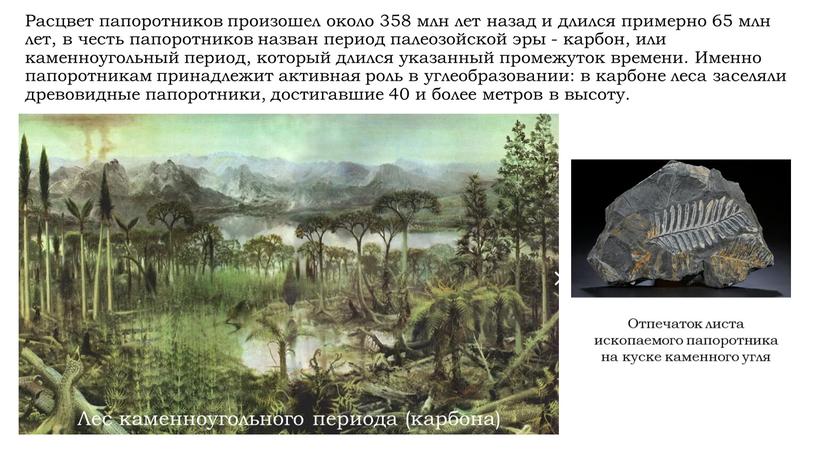 Расцвет папоротников произошел около 358 млн лет назад и длился примерно 65 млн лет, в честь папоротников назван период палеозойской эры - карбон, или каменноугольный…
