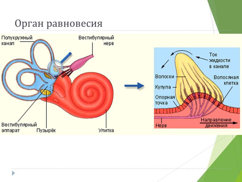 Орган равновесия