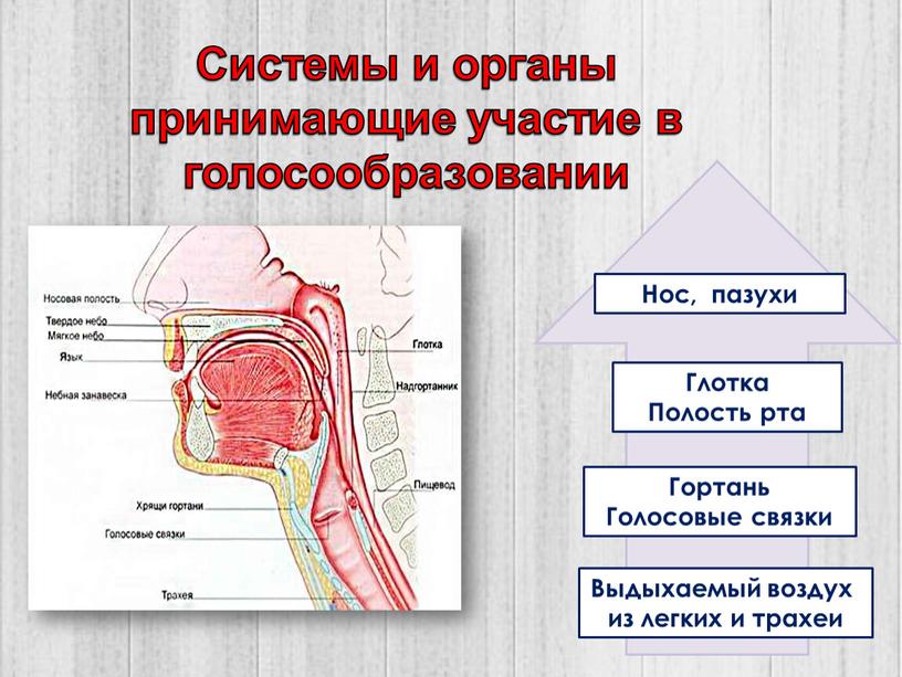 Выдыхаемый воздух из легких и трахеи