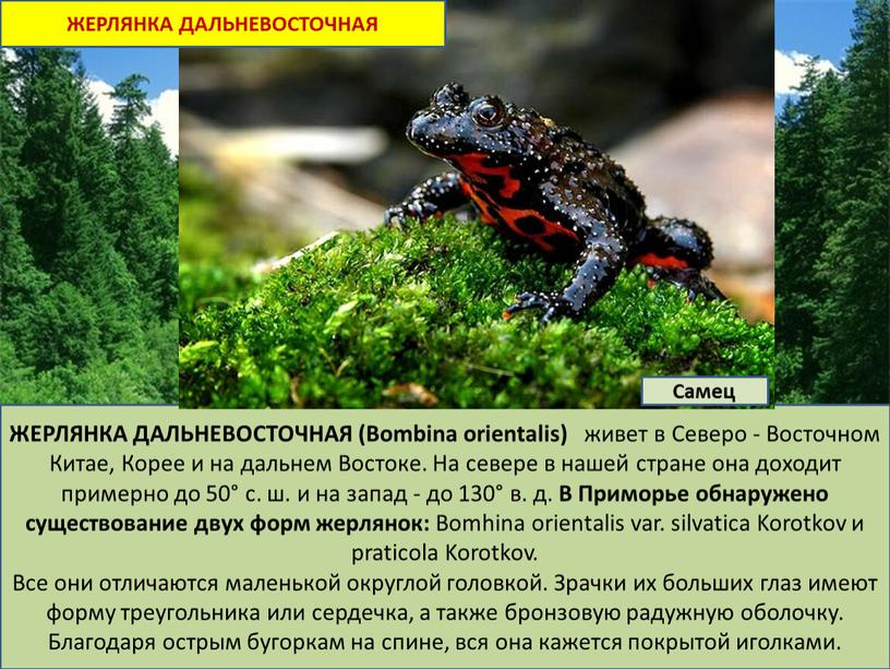 ЖЕРЛЯНКА ДАЛЬНЕВОСТОЧНАЯ (Bombina orientalis) живет в