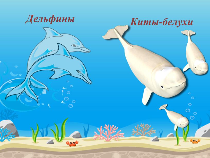 Дельфины Киты-белухи
