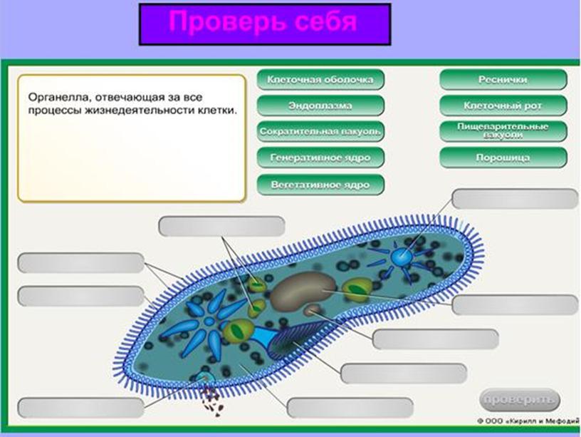 Презентация по биологии 7 класс "Общая характеристика простейших"