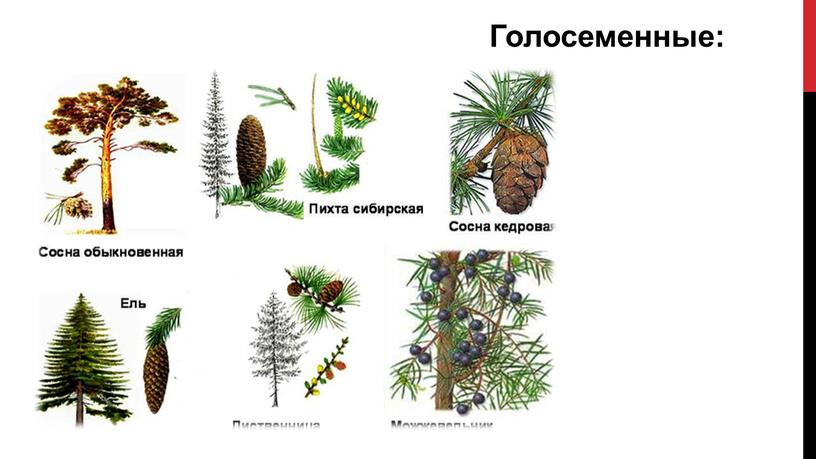 Голосеменные: