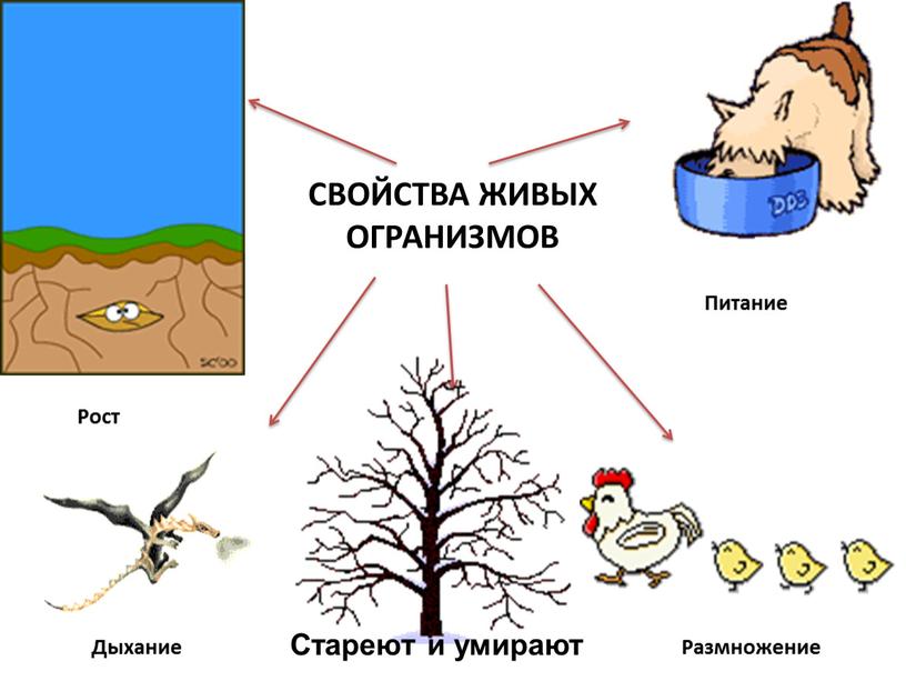 Дыхание Размножение Питание Рост