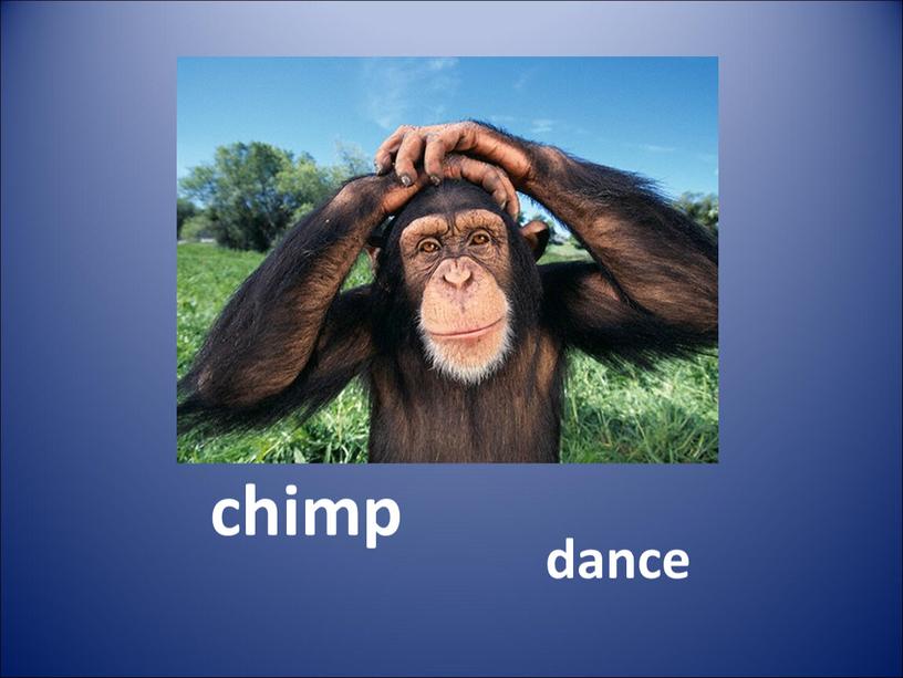 chimp dance