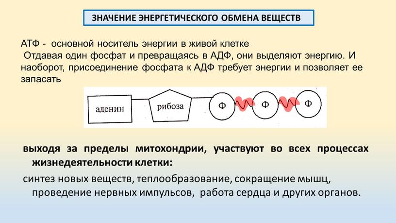 АТФ - основной носитель энергии в живой клетке