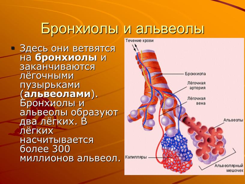 Бронхиолы и альвеолы Здесь они ветвятся на бронхиолы и заканчиваются лёгочными пузырьками ( альвеолами )