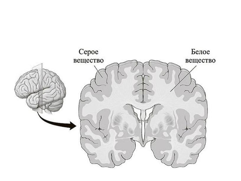 Нервная система