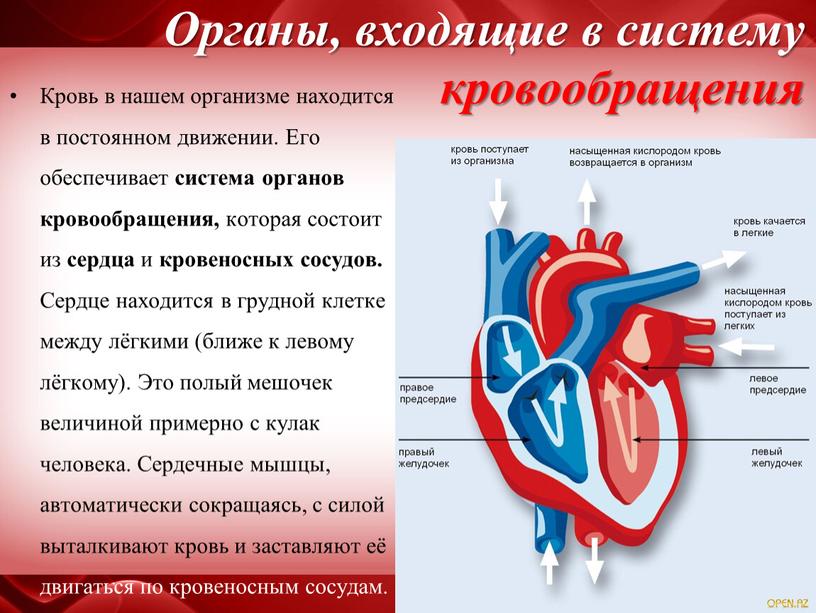 Органы, входящие в систему кровообращения