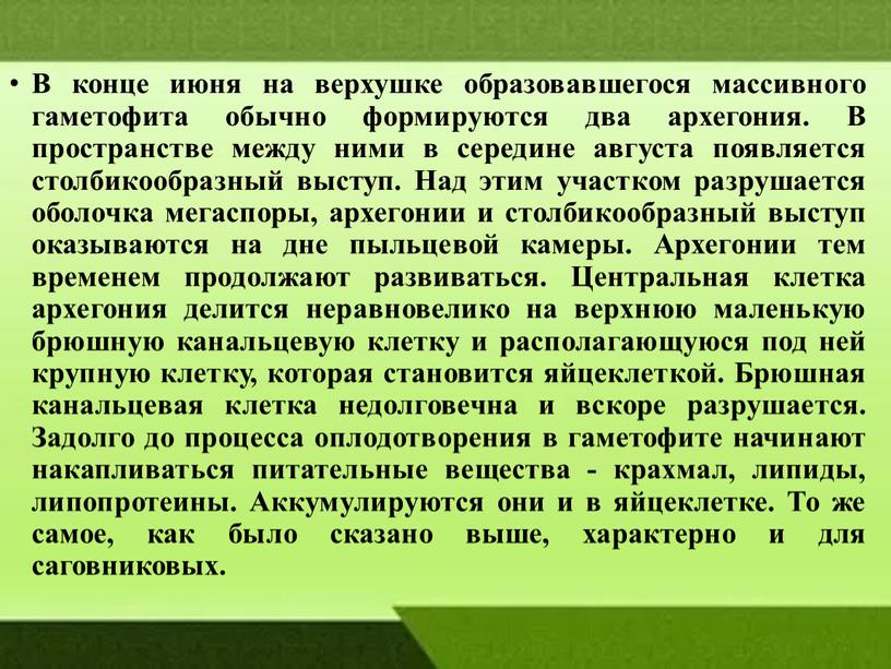 В конце июня на верхушке образовавшегося массивного гаметофита обычно формируются два архегония