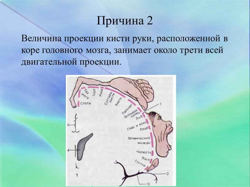 Причина 2 Величина проекции кисти руки, расположенной в коре головного мозга, занимает около трети всей двигательной проекции