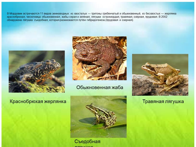 В Мордовии встречаются 11 видов земноводных: из хвостатых — тритоны гребенчатый и обыкновенный, из бесхвостых — жерлянка краснобрюхая, чесночница обыкновенная, жабы серая и зелёная, лягушки…