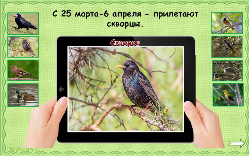 Скворец С 25 марта-6 апреля - прилетают скворцы