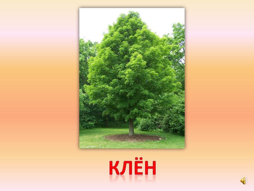 клён