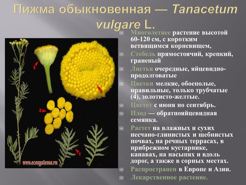 Пижма обыкновенная — Tanacetum vulgare