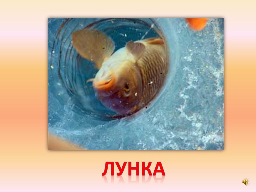 лунка