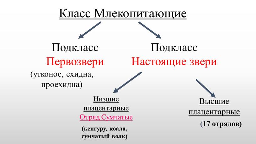 Класс Млекопитающие Подкласс Первозвери (утконос, ехидна, проехидна) (кенгуру, коала, сумчатый волк) (17 отрядов)