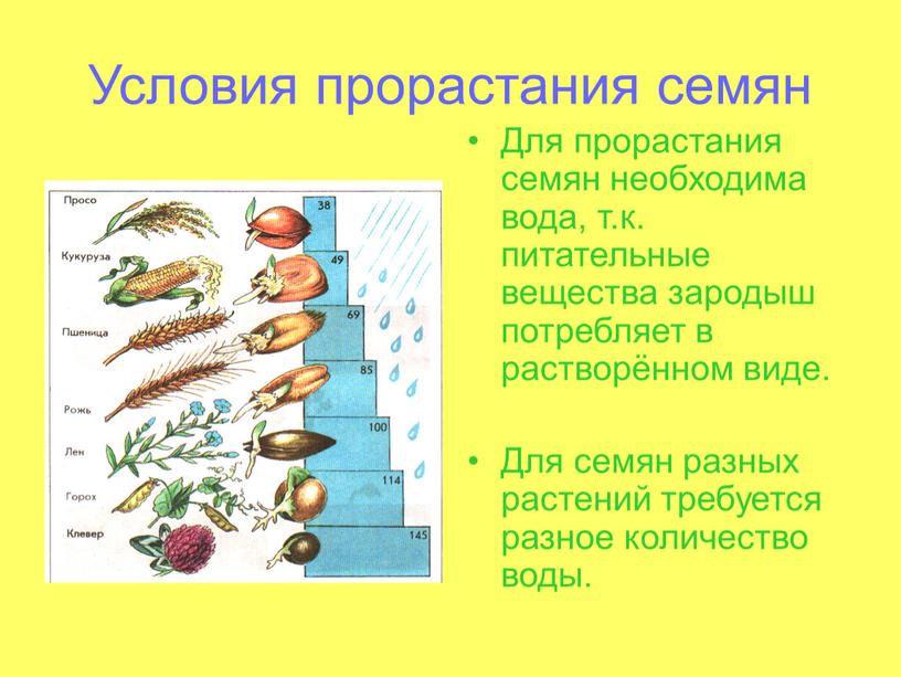 Зарисуйте в тетради схему укажите условия необходимые для прорастания семени