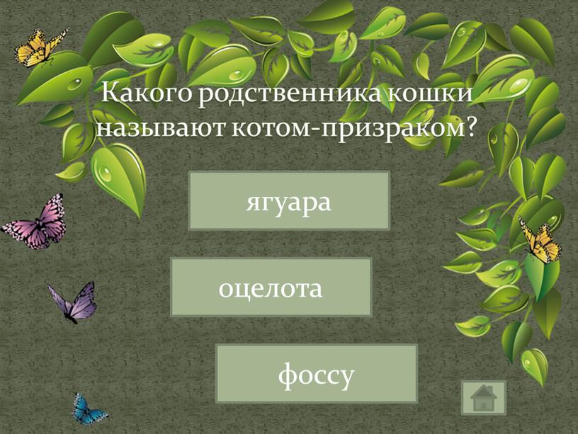 Какого родственника кошки называют котом-призраком? оцелота ягуара фоссу