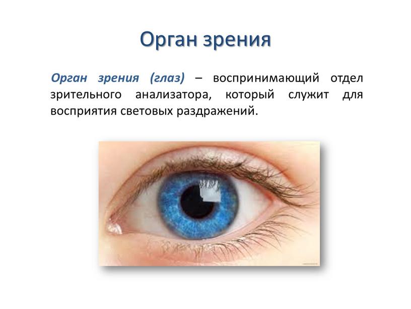 Орган зрения Орган зрения (глаз) – воспринимающий отдел зрительного анализатора, который служит для восприятия световых раздражений